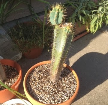 生命ってすげー